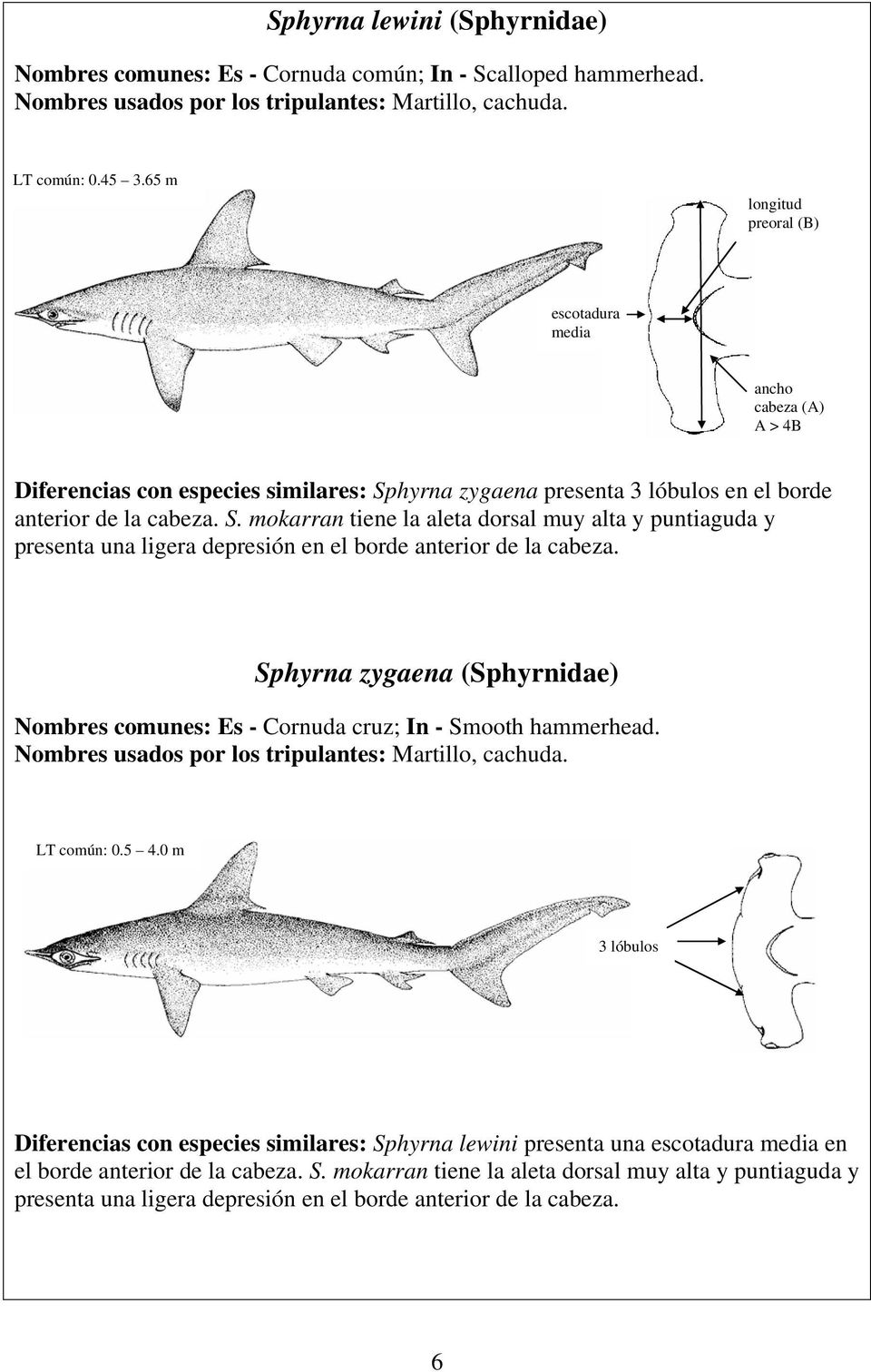 hyrna zygaena presenta 3 lóbulos en el borde anterior de la cabeza. S. mokarran tiene la aleta dorsal muy alta y puntiaguda y presenta una ligera depresión en el borde anterior de la cabeza.