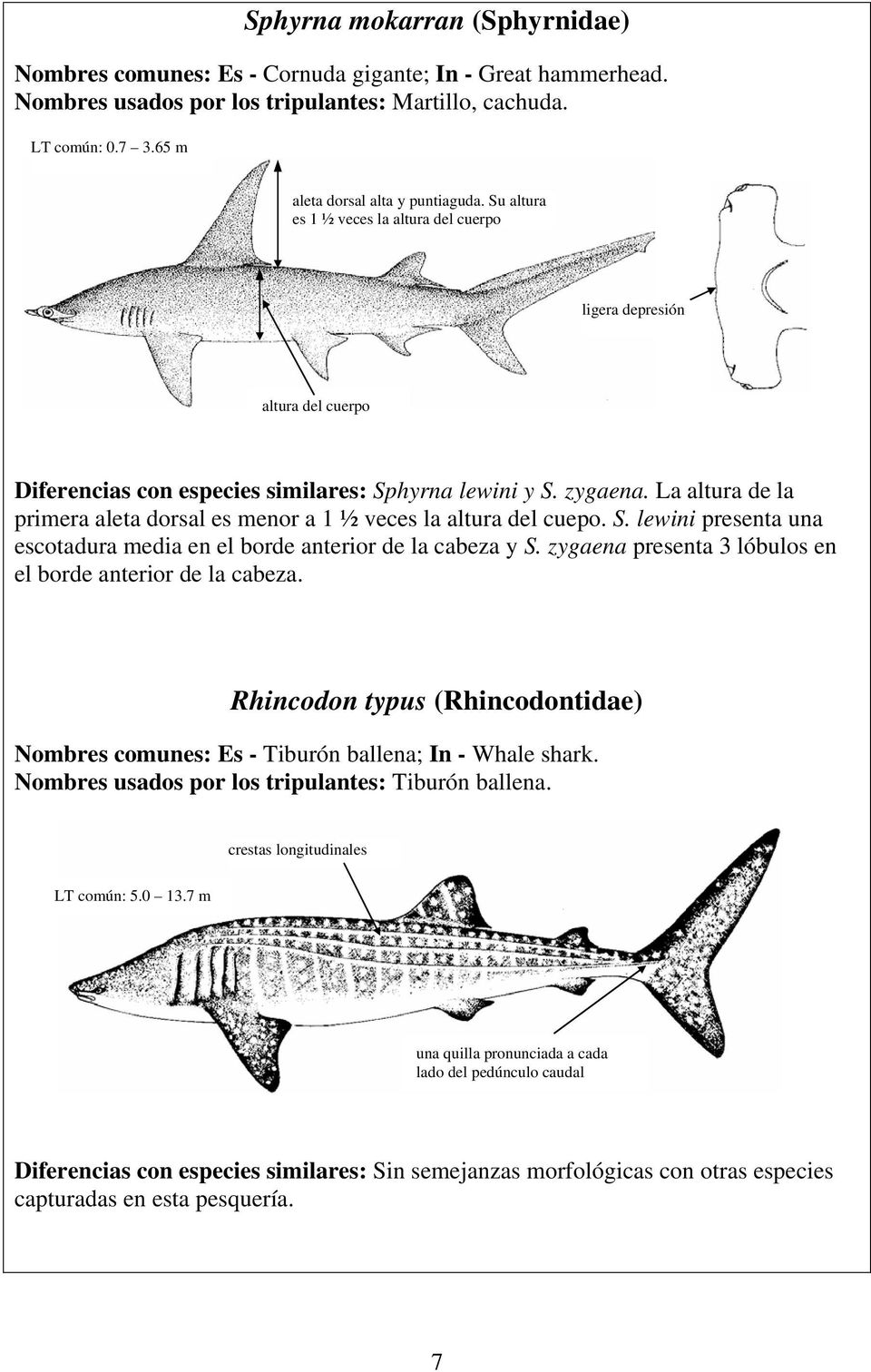 La altura de la primera aleta dorsal es menor a 1 ½ veces la altura del cuepo. S. lewini presenta una escotadura media en el borde anterior de la cabeza y S.