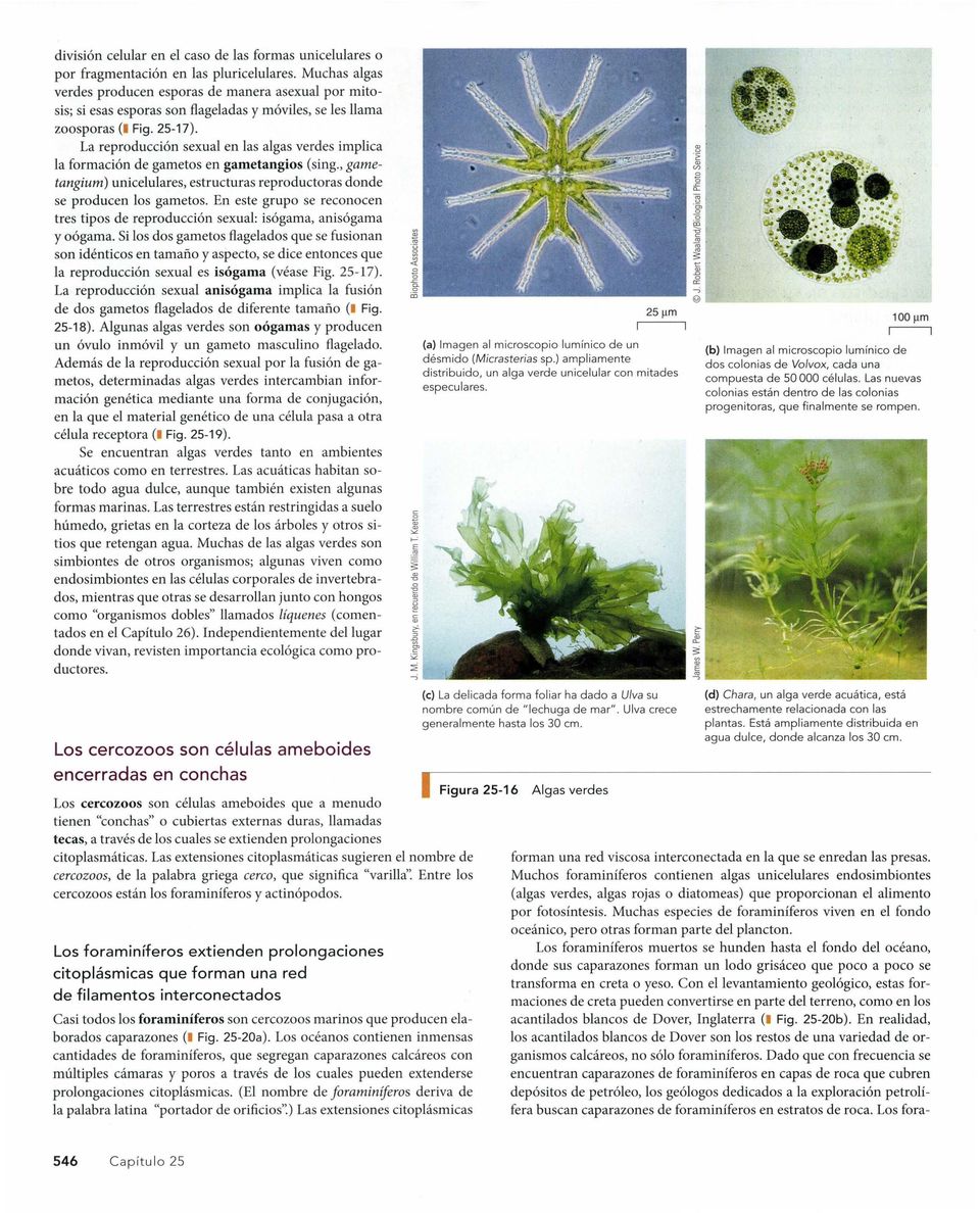 La reproducción sexual en las algas verdes implica la formación de gametos en gametangios (sing., gametangium) unicelulares, estructuras reproductoras donde se producen los gametos.