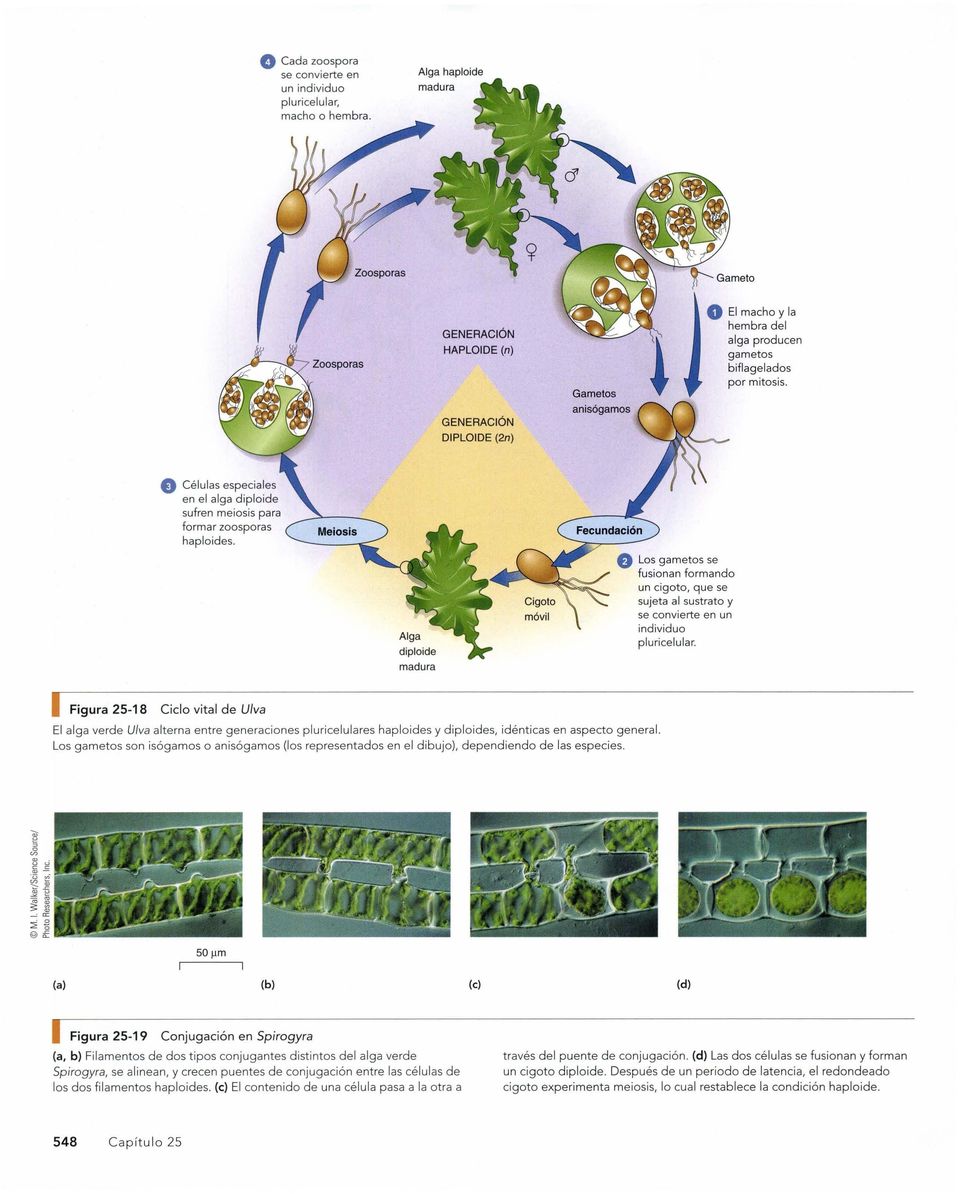 Células especia les en el alga diploide sufren meiosis para formar zoosporas haploides.