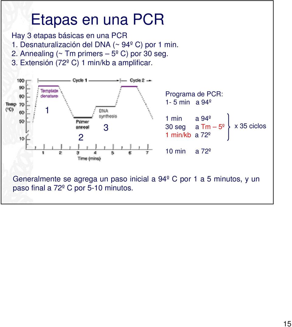 1 2 3 Programa de PCR: 1-5 min a 94º 1 min a 94º 30 seg a Tm 5º 1 min/kb a 72º x 35 ciclos 10 min a