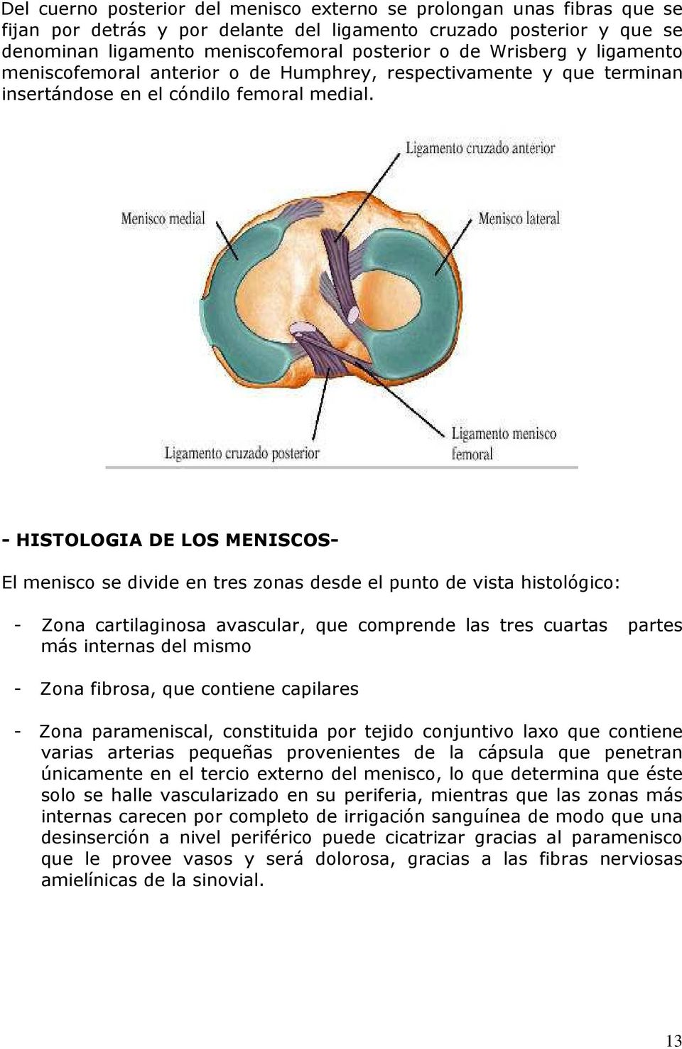 - HISTOLOGIA DE LOS MENISCOS- El menisco se divide en tres zonas desde el punto de vista histológico: - Zona cartilaginosa avascular, que comprende las tres cuartas partes más internas del mismo -