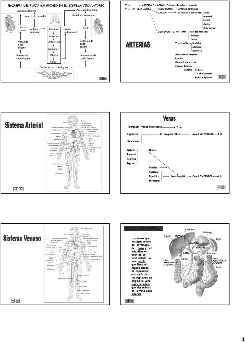 pulmonares Arco palmar Aorta DESCENDENTE Art Tórax: Esófago Arterias Venas de cada órgano Arteriolas Vénulas de cada órgano Vénulas Capilares Paredes torácicas Pleura Arterias de cada órgano Tronco