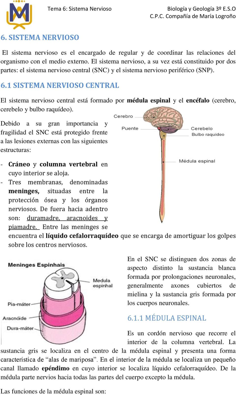 1 SISTEMA NERVIOSO CENTRAL El sistema nervioso central está formado por médula espinal y el encéfalo (cerebro, cerebelo y bulbo raquídeo).