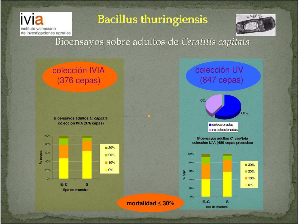 capitata colección IVIA (376 cepas) seleccionadas no seleccionadas 60% 100% 80% 30% Bioensayos adultos C.