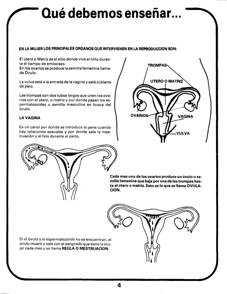 Las trompas son dos tubos largos que unen los ovarios con él útero, o matriz y por donde pasan los espermatozoides o semilla masculina en busca del óvulo.