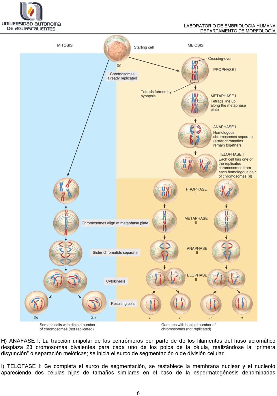 se inicia el surco de segmentación o de división celular.