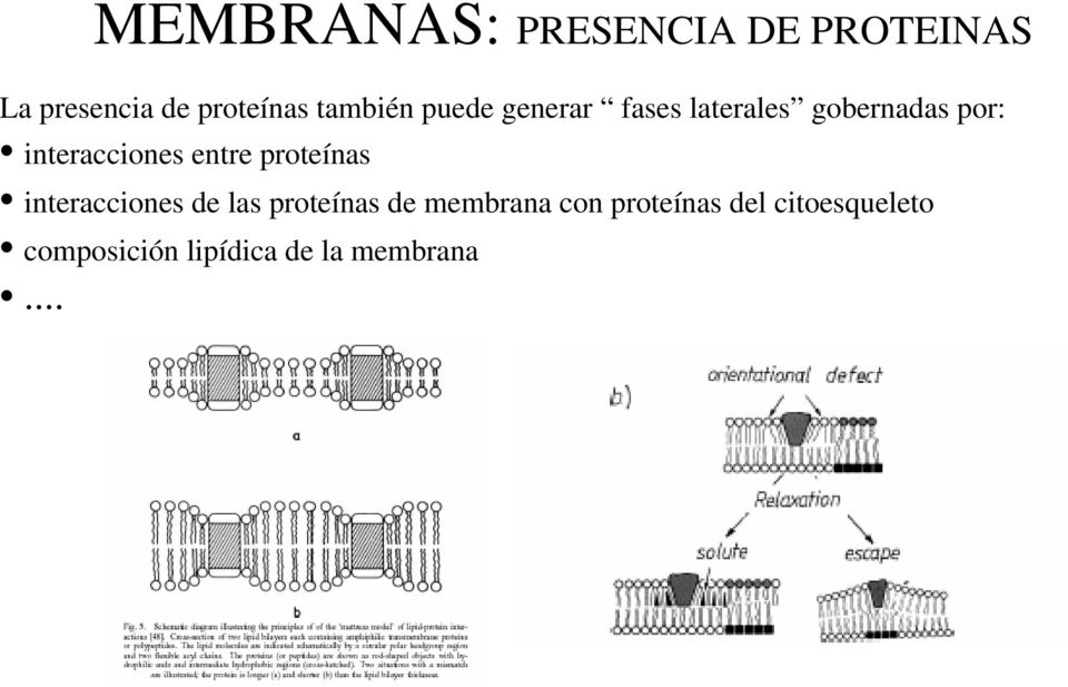 interacciones entre proteínas interacciones de las proteínas de