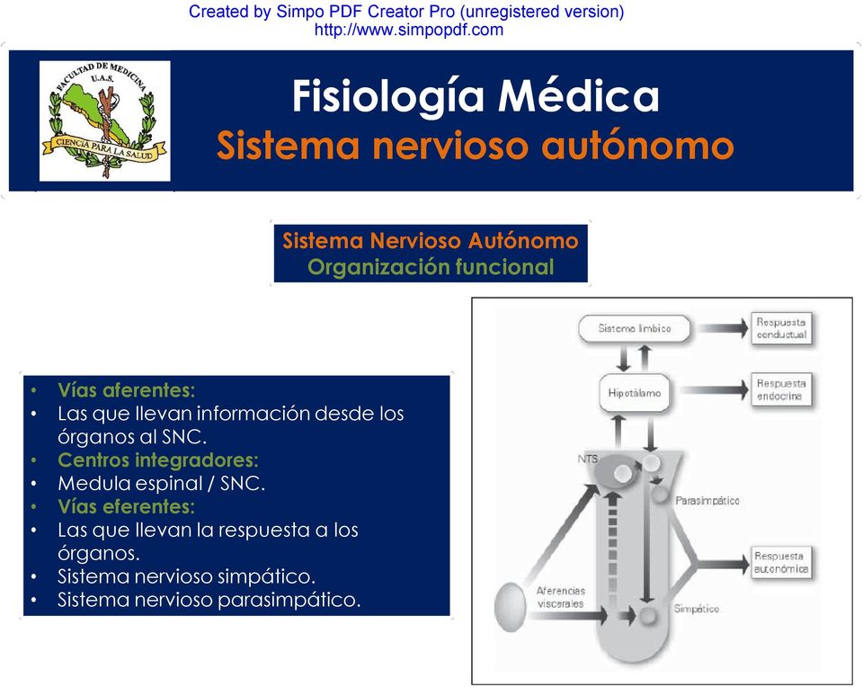 Centros integradores: Medula espinal / SNC.