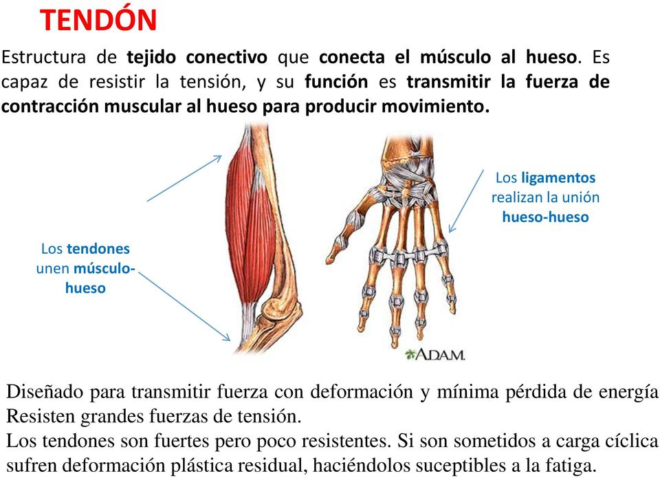 Los tendones unen músculohueso Los ligamentos realizan la unión hueso-hueso Diseñado para transmitir fuerza con deformación y mínima