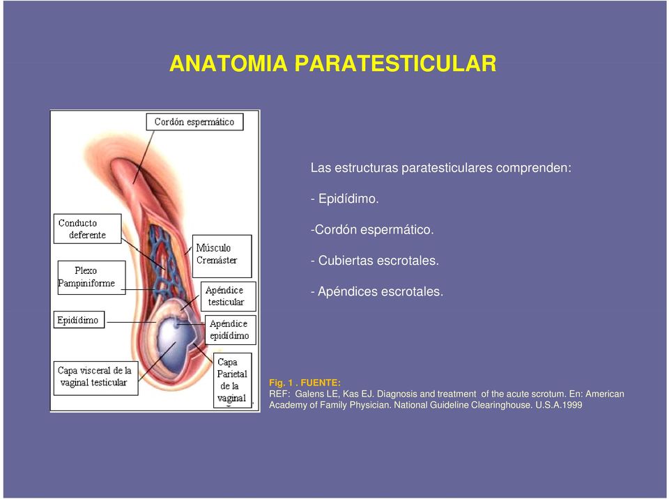FUENTE: REF: Galens LE, Kas EJ. Diagnosis and treatment of the acute scrotum.