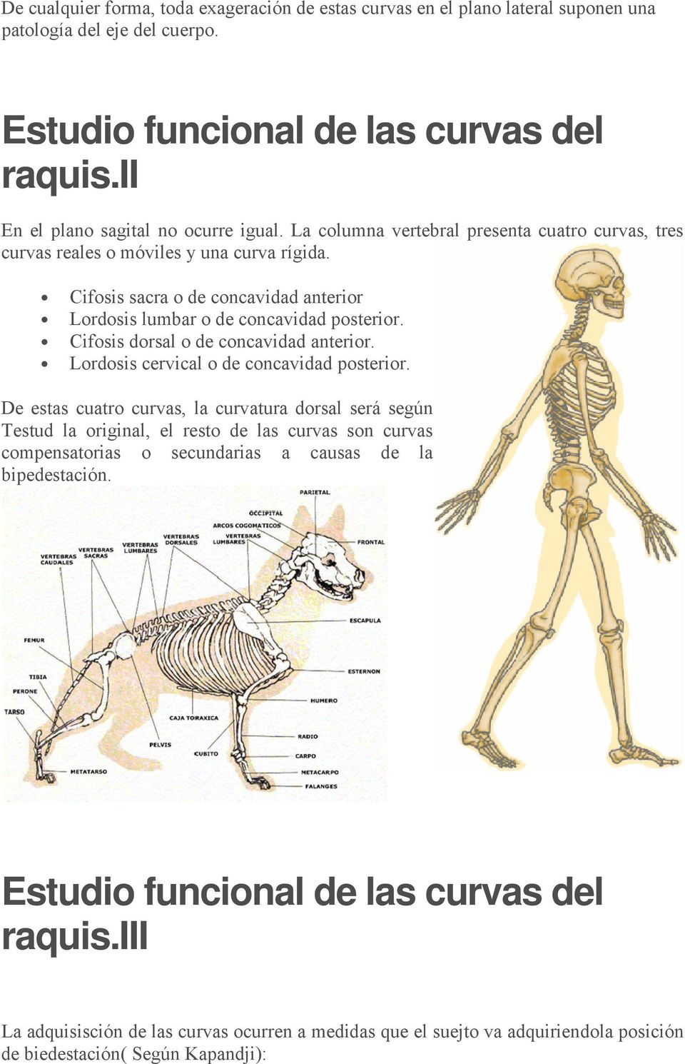 Cifosis dorsal o de concavidad anterior. Lordosis cervical o de concavidad posterior.