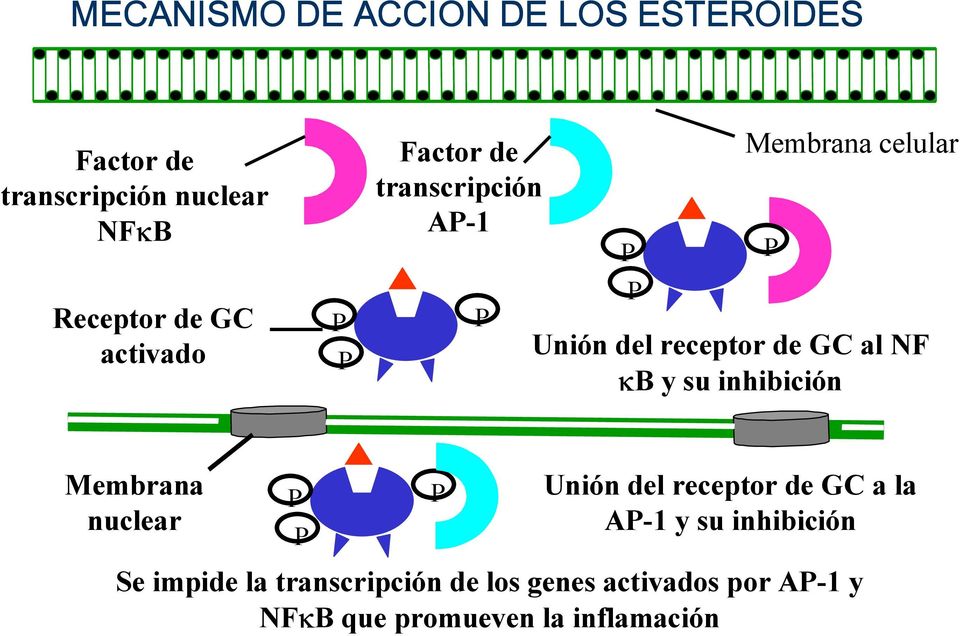 al F κb y su inhibición Membrana nuclear P P P Unión del receptor de GC a la AP-1 y su