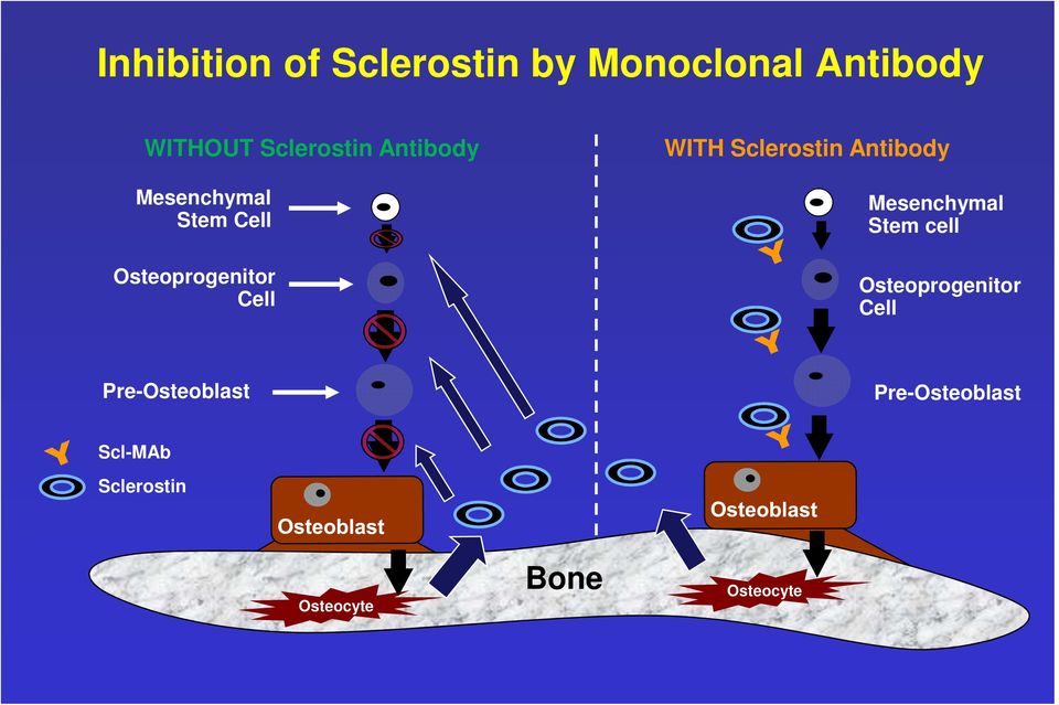WITH Sclerostin Antibody Mesenchymal Stem cell Osteoprogenitor