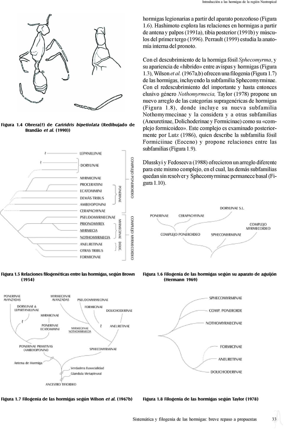 Figura 1.4 Obrera(?) de Cariridris bipetiolata (Redibujado de Brandão et al.