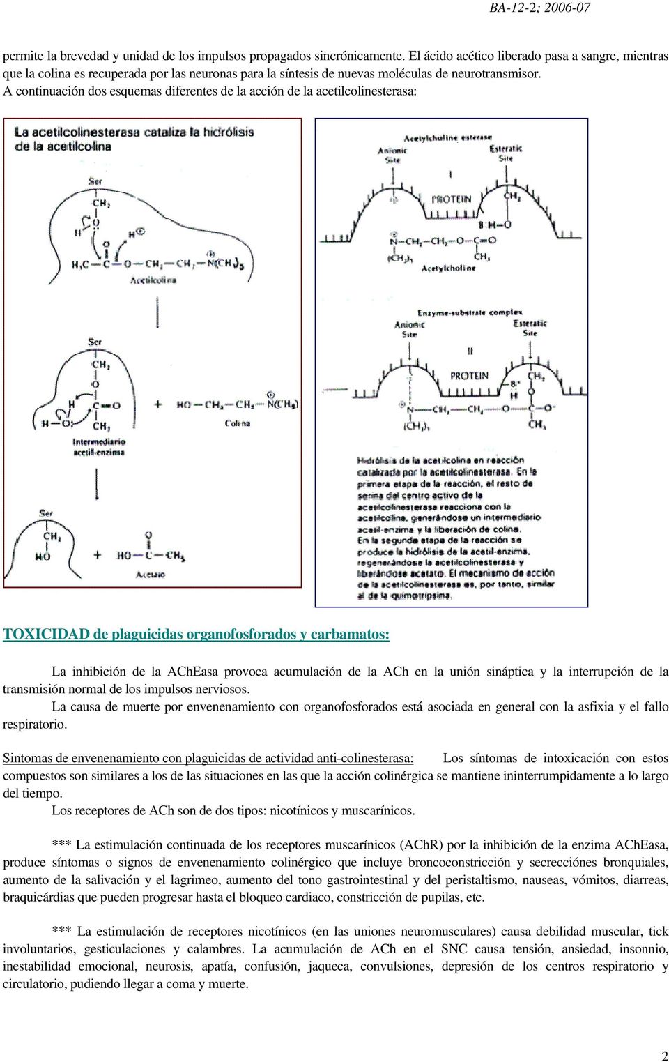 A continuación dos esquemas diferentes de la acción de la acetilcolinesterasa: TOXICIDAD de plaguicidas organofosforados y carbamatos: La inhibición de la AChEasa provoca acumulación de la ACh en la