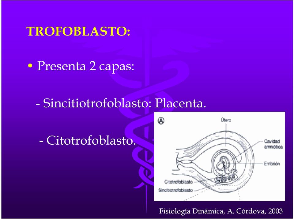 Placenta. - Citotrofoblasto.