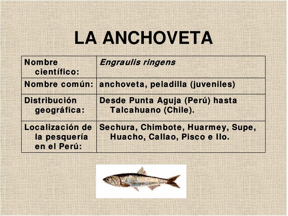 ringens anchoveta, peladilla (juveniles) Desde Punta Aguja (Perú)