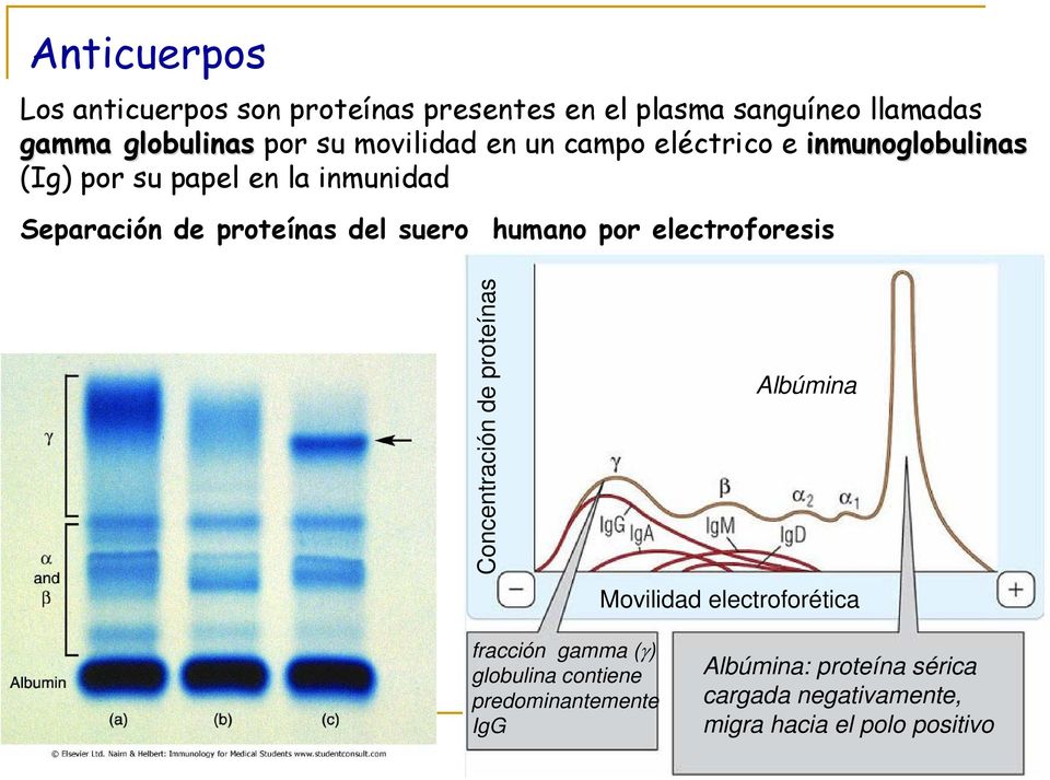 suero humano por electroforesis Concentración de proteínas Albúmina Movilidad electroforética fracción gamma (γ)