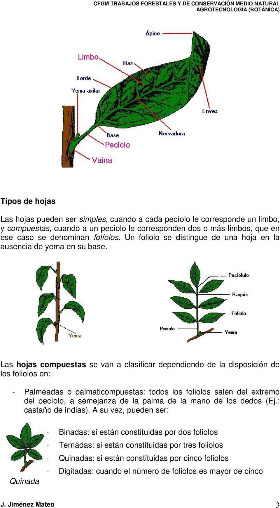 Las hojas compuestas se van a clasificar dependiendo de la disposición de los foliolos en: - Palmeadas o palmaticompuestas: todos los foliolos salen del extremo del pecíolo, a semejanza de la