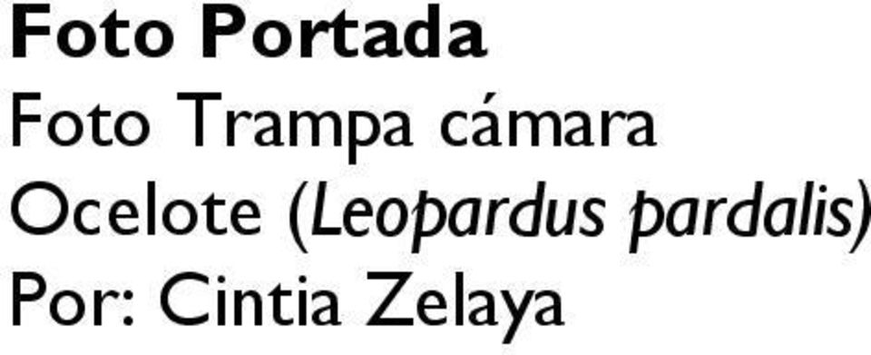 Ocelote (Leopardus