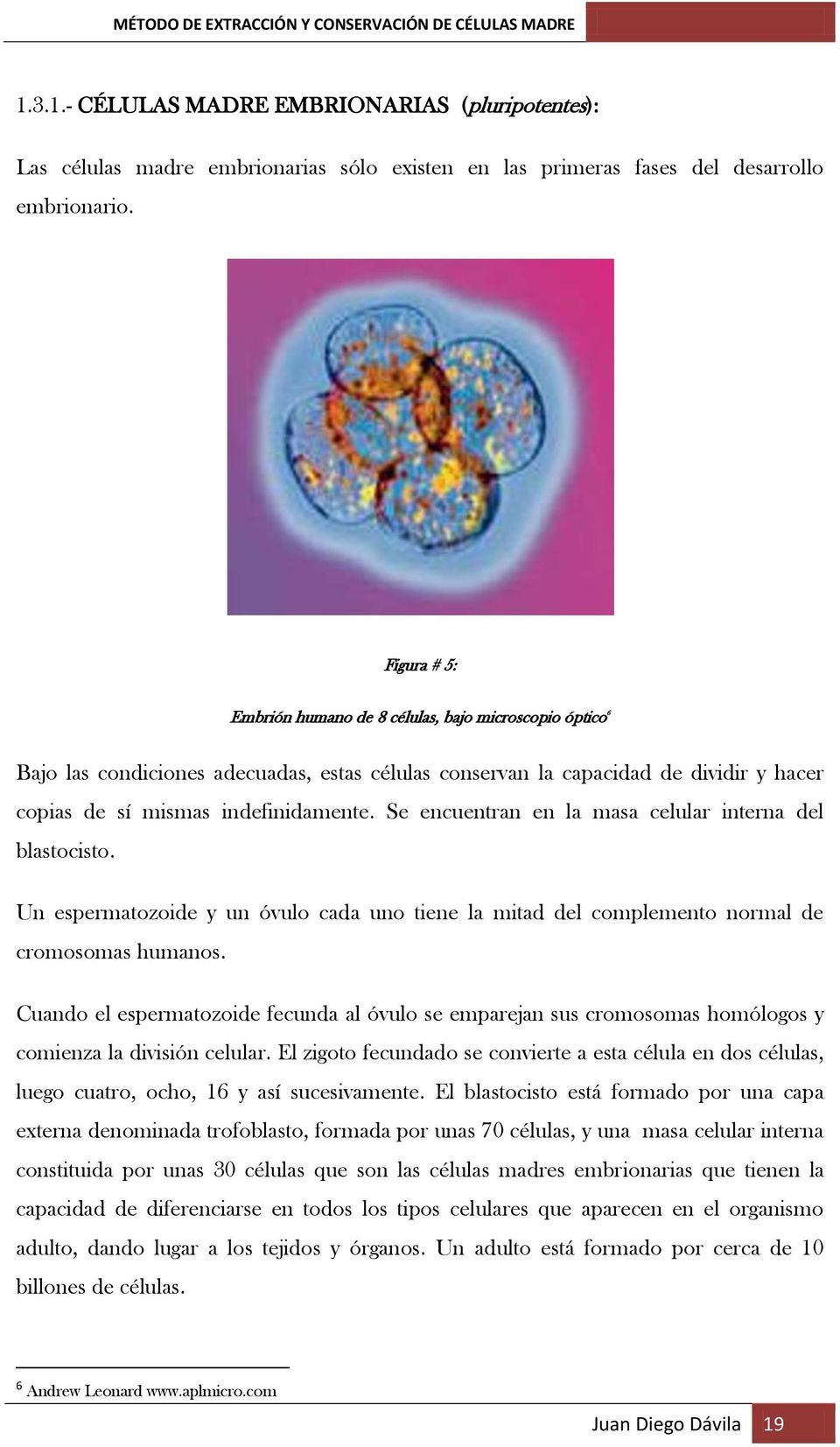 Se encuentran en la masa celular interna del blastocisto. Un espermatozoide y un óvulo cada uno tiene la mitad del complemento normal de cromosomas humanos.