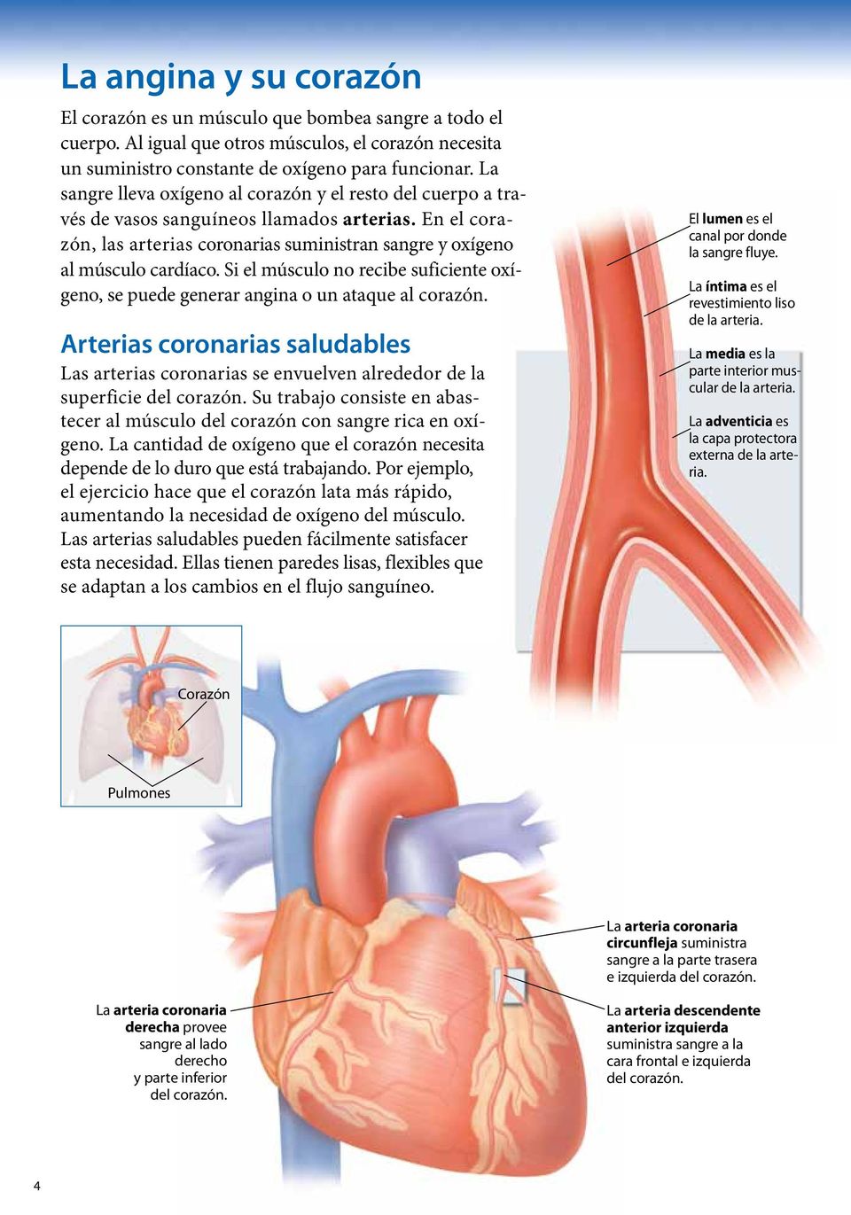 Si el músculo no recibe suficiente oxígeno, se puede generar angina o un ataque al corazón. Arterias coronarias saludables Las arterias coronarias se envuelven alrededor de la superficie del corazón.