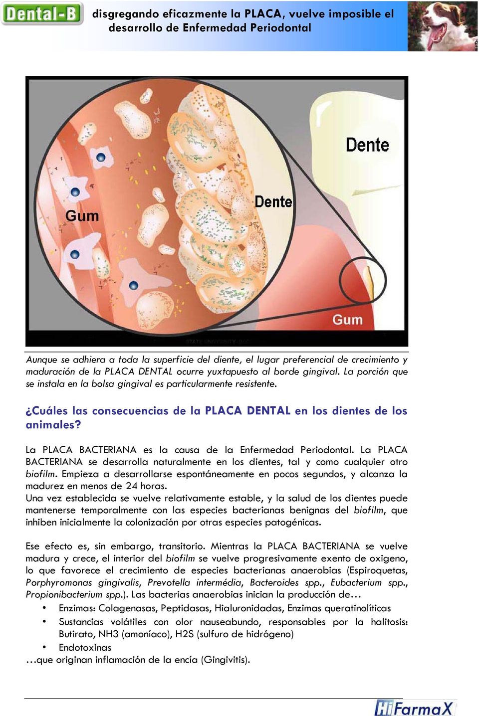 Cuáles las consecuencias de la PLACA DENTAL en los dientes de los animales? La PLACA BACTERIANA es la causa de la Enfermedad Periodontal.