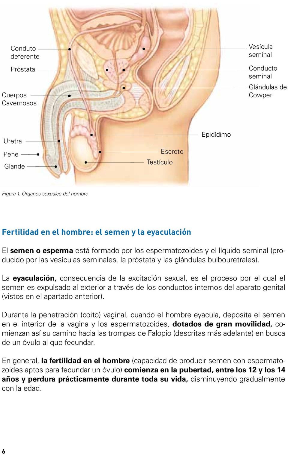 próstata y las glándulas bulbouretrales).