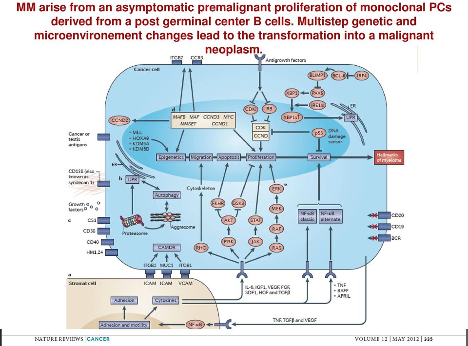 germinal center B cells.