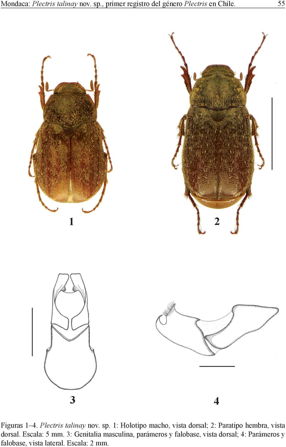 1: Holotipo macho, vista dorsal; 2: Paratipo hembra, vista dorsal. Escala: 5 mm.