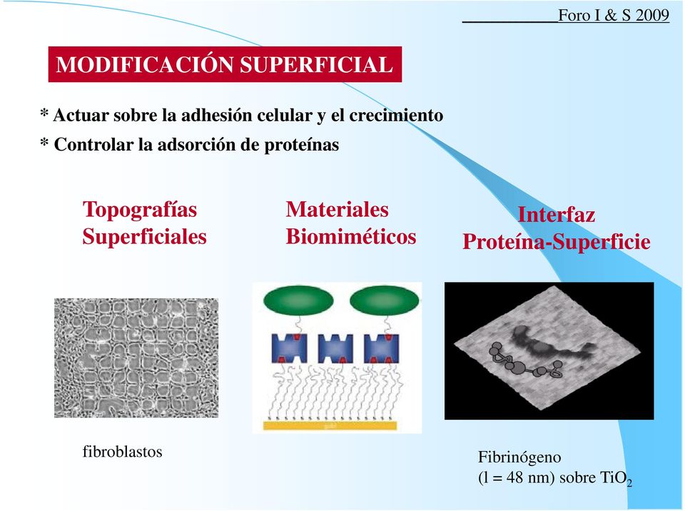 proteínas Topografías Superficiales Materiales Biomiméticos