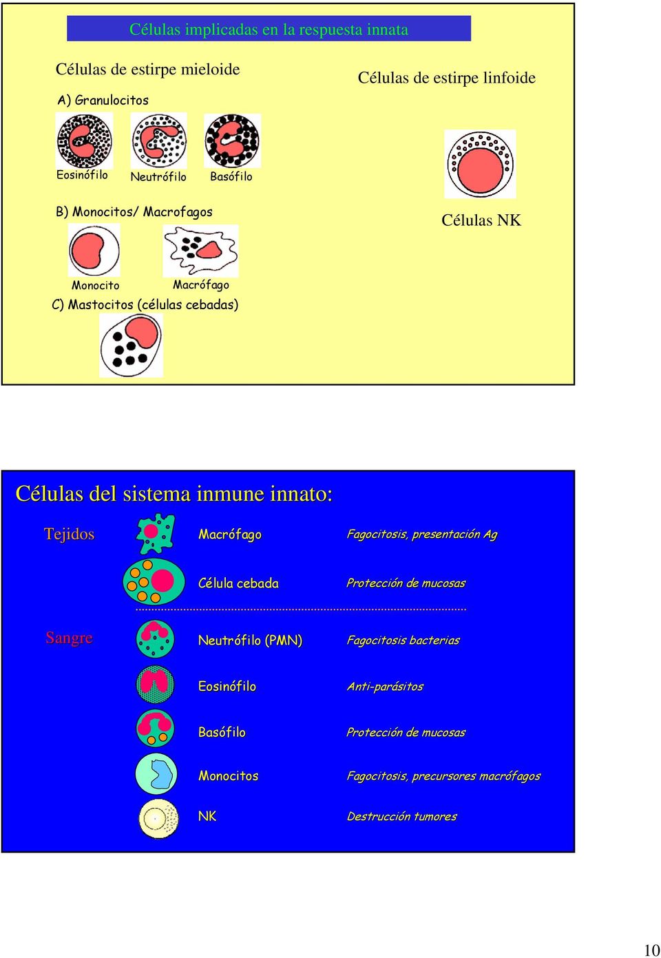 inmune innato: Tejidos Macrófago Fagocitosis, presentación Ag Célula cebada Protección de mucosas Sangre Neutrófilo (PMN)
