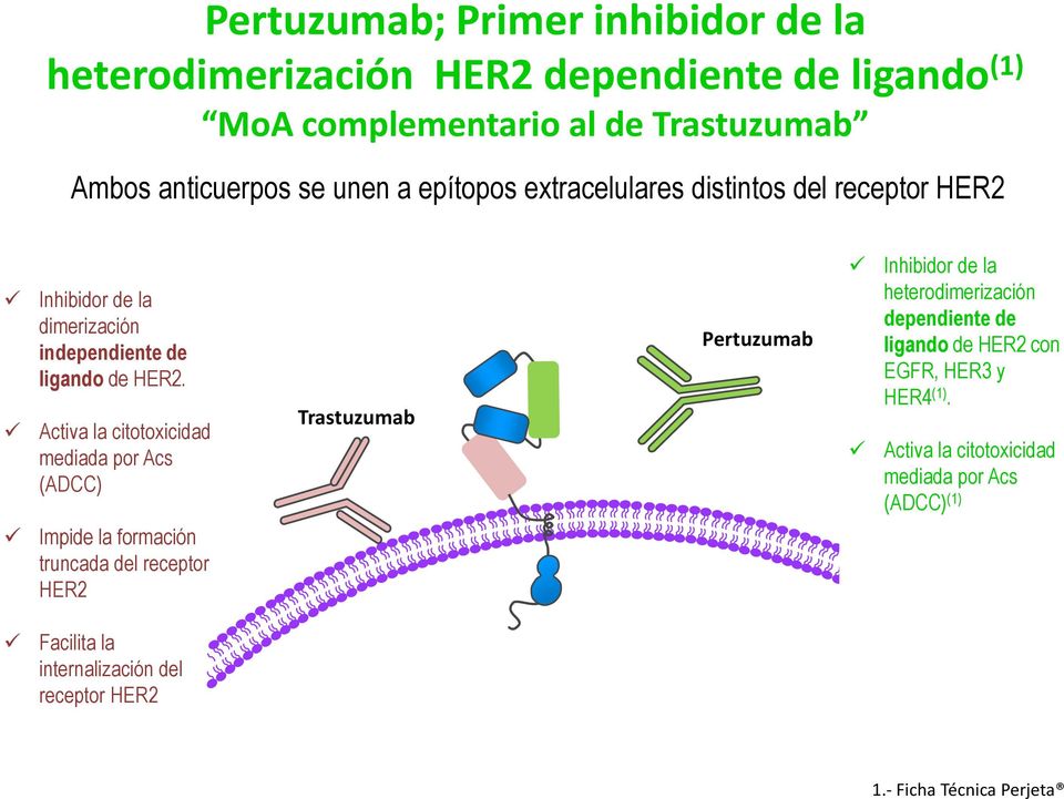 Activa la citotoxicidad mediada por Acs (ADCC) Trastuzumab Pertuzumab Inhibidor de la heterodimerización dependiente de ligando de HER2 con EGFR,
