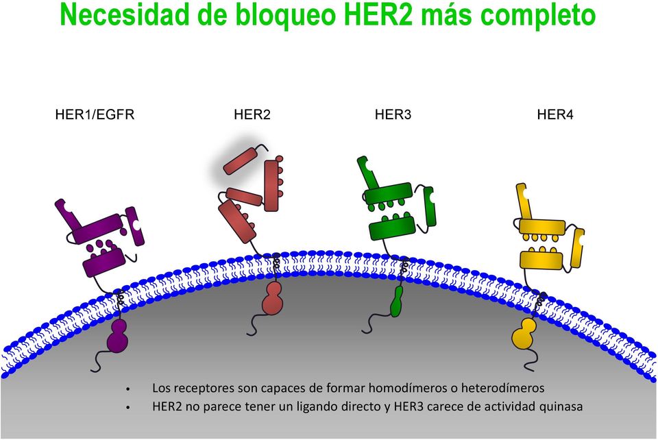 formar homodímeros o heterodímeros HER2 no parece