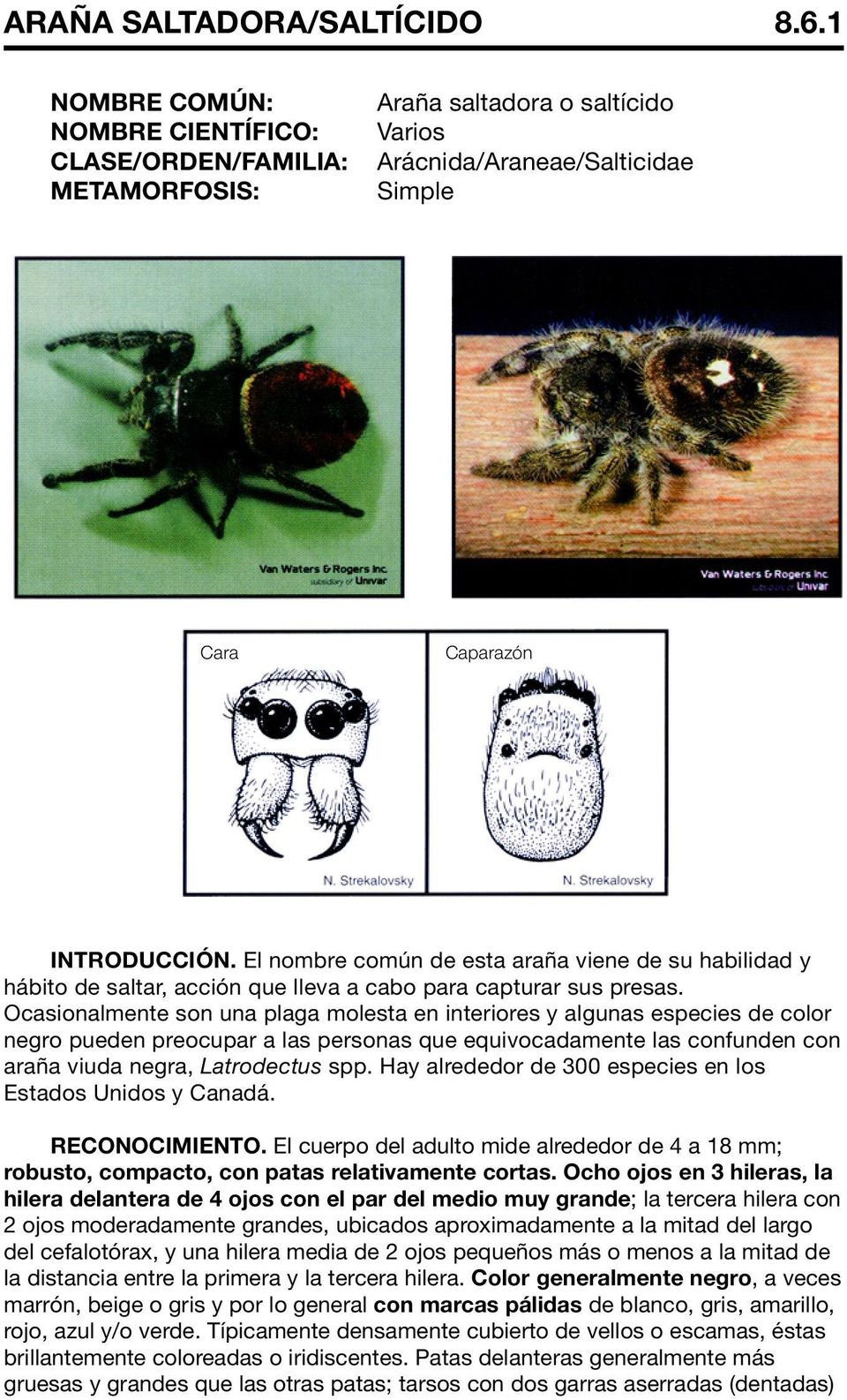 Ocasionalmente son una plaga molesta en interiores y algunas especies de color negro pueden preocupar a las personas que equivocadamente las confunden con araña viuda negra, Latrodectus spp.