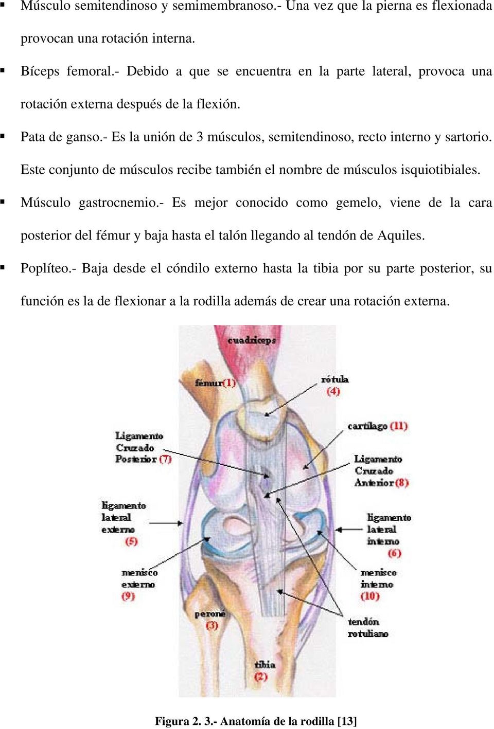 Este conjunto de músculos recibe también el nombre de músculos isquiotibiales. Músculo gastrocnemio.
