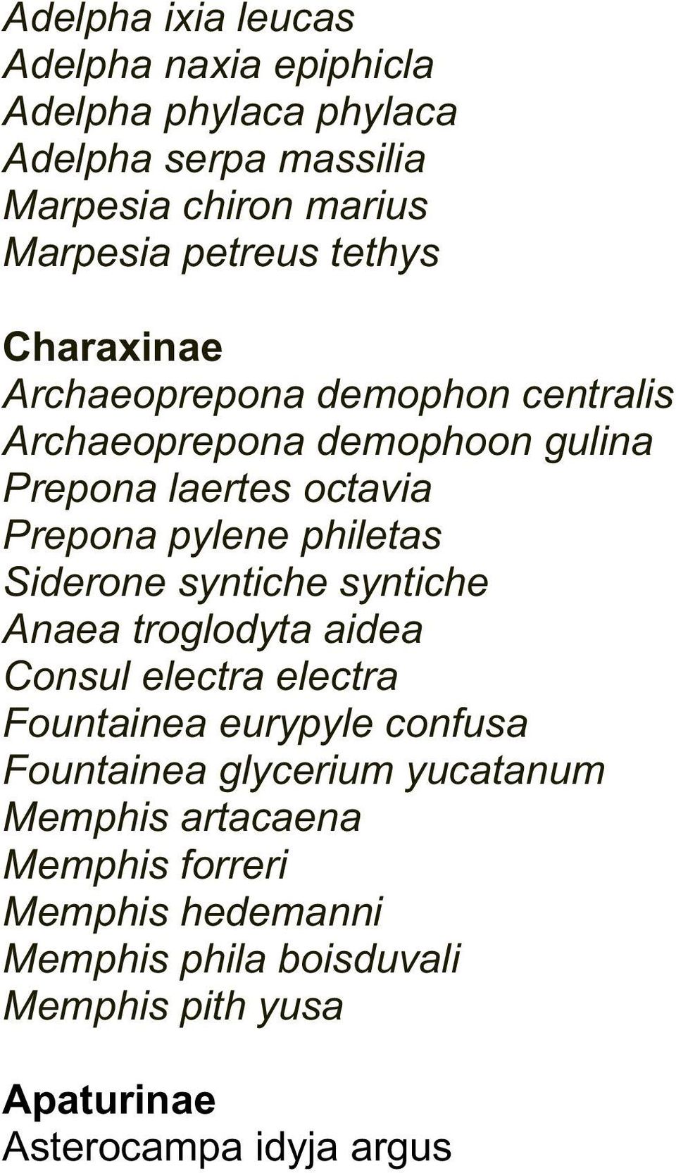 philetas Siderone syntiche syntiche Anaea troglodyta aidea Consul electra electra Fountainea eurypyle confusa Fountainea glycerium