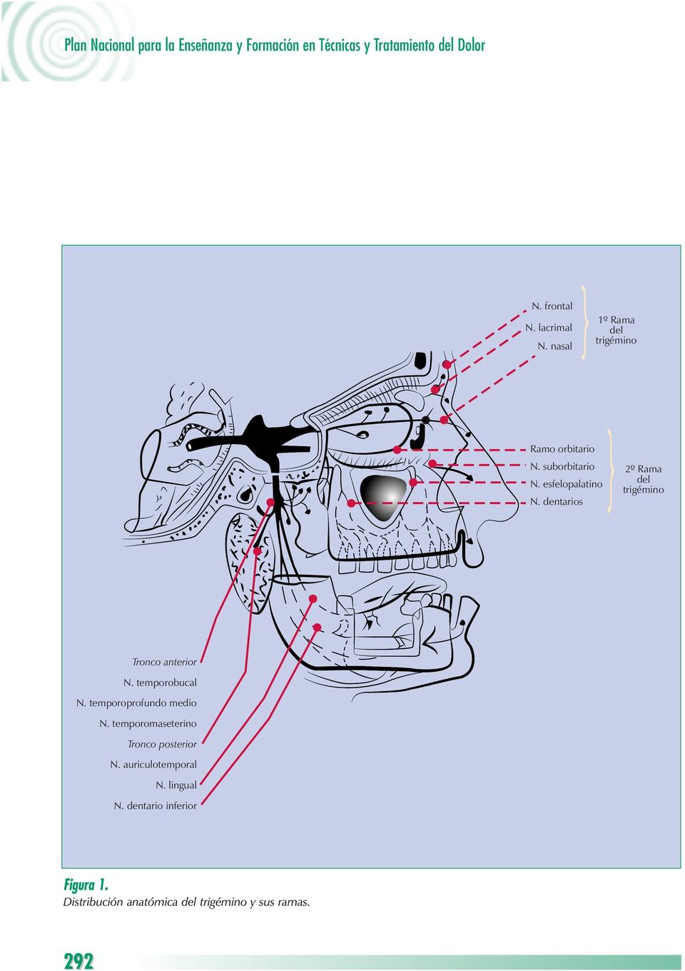dentarios Tronco anterior N. temporobucal N. temporoprofundo medio N. temporomaseterino Tronco posterior N.