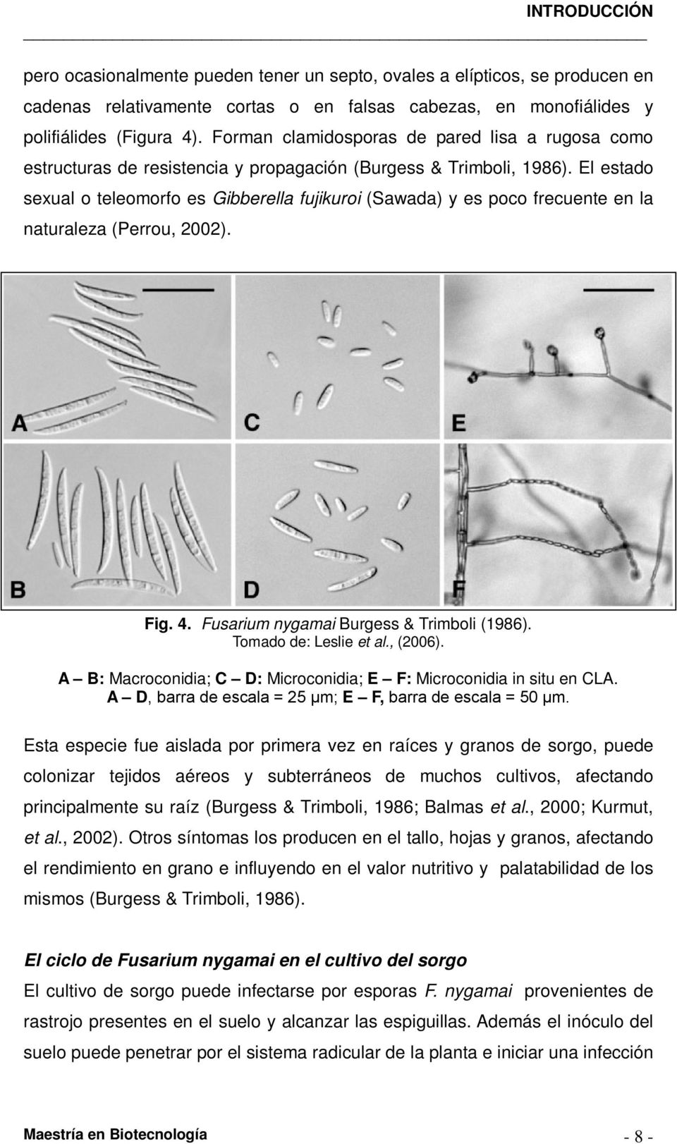 El estado sexual o teleomorfo es Gibberella fujikuroi (Sawada) y es poco frecuente en la naturaleza (Perrou, 2002). Fig. 4. Fusarium nygamai Burgess & Trimboli (1986). Tomado de: Leslie et al.