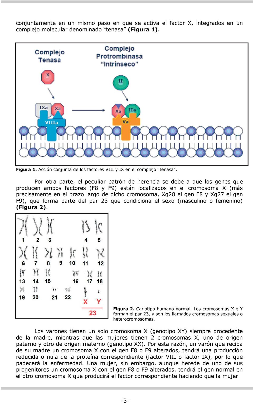 Por otra parte, el peculiar patrón de herencia se debe a que los genes que producen ambos factores (F8 y F9) están localizados en el cromosoma X (más precisamente en el brazo largo de dicho