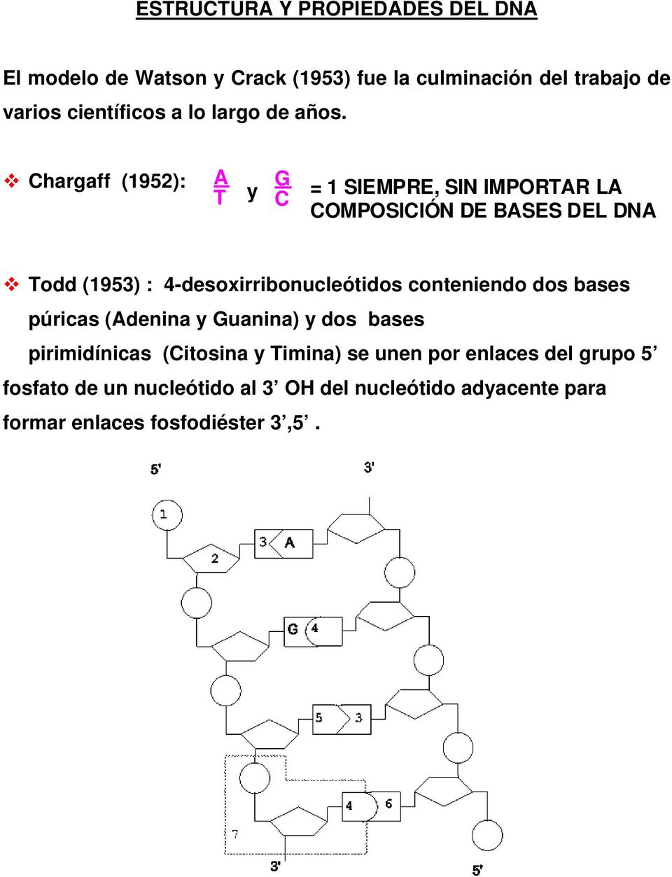 Chargaff (1952): A T y G C = 1 SIEMPRE, SIN IMPORTAR LA COMPOSICIÓN DE BASES DEL DNA Todd (1953) :