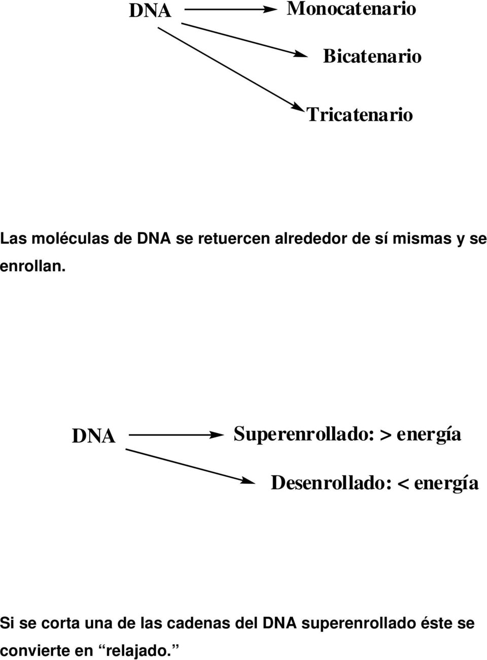 DNA Superenrollado: > energía Desenrollado: < energía Si se