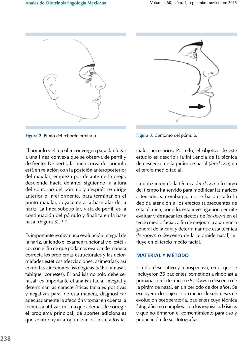 De perfil, la línea curva del pómulo está en relación con la posición anteroposterior del maxilar; empieza por delante de la oreja, desciende hacia delante, siguiendo la altura del contorno del