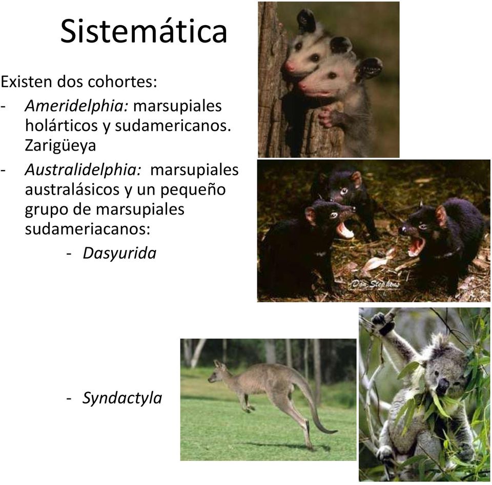 Zarigüeya - Australidelphia: marsupiales australásicos
