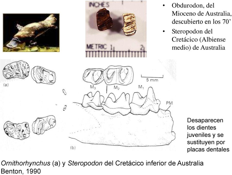 Ornithorhynchus (a) y Steropodon del Cretácico inferior de
