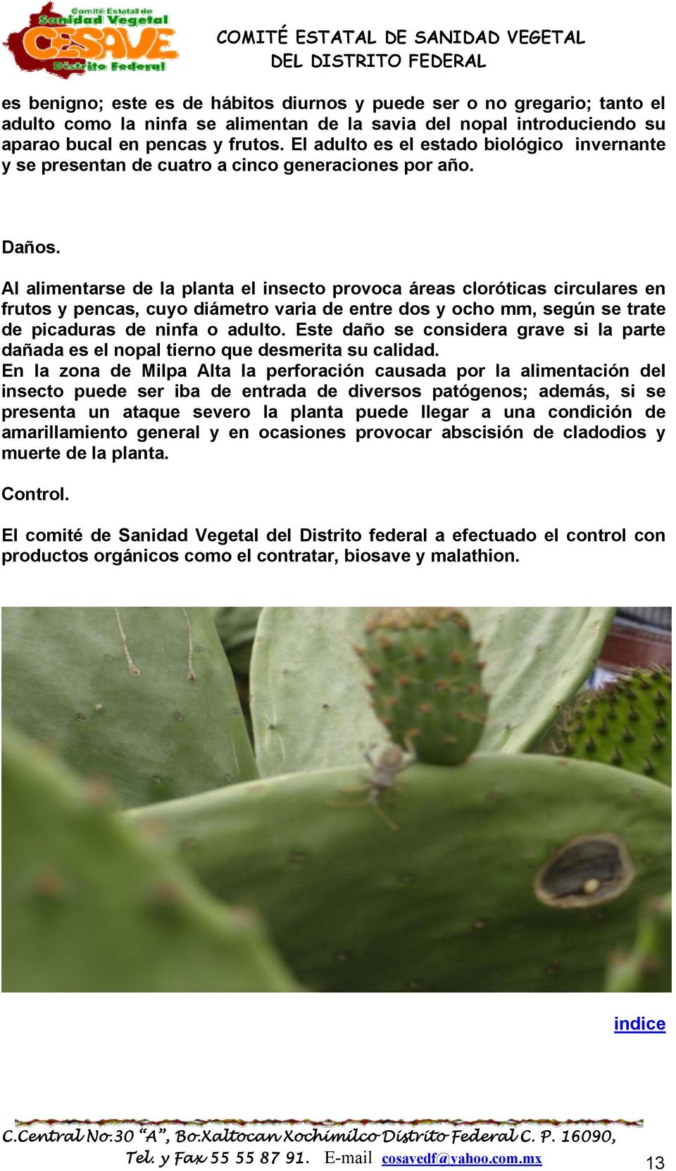 Al alimentarse de la planta el insecto provoca áreas cloróticas circulares en frutos y pencas, cuyo diámetro varia de entre dos y ocho mm, según se trate de picaduras de ninfa o adulto.