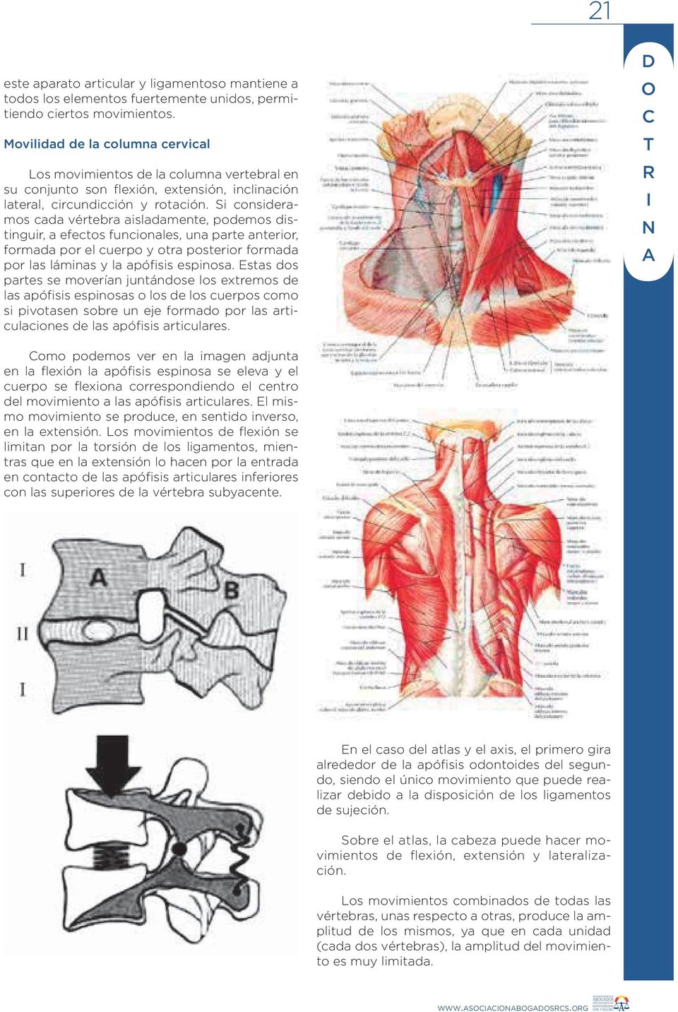 Si consideramos cada vértebra aisladamente, podemos distinguir, a efectos funcionales, una parte anterior, formada por el cuerpo y otra posterior formada por las láminas y la apófisis espinosa.