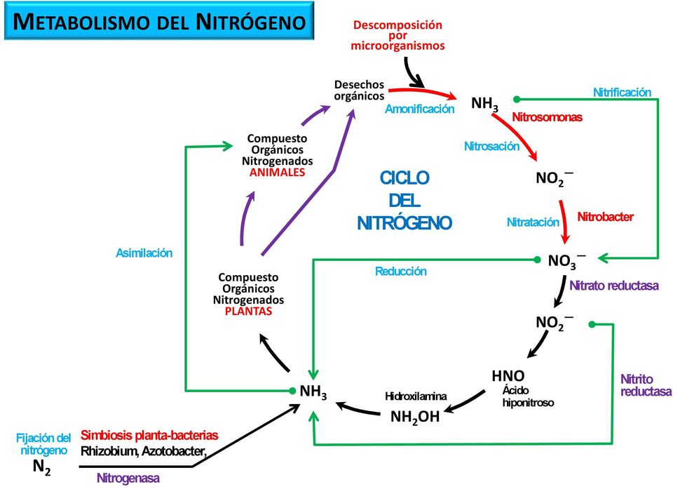 Asimilación Compuesto rgánicos Nitrogenados PLANTAS Reducción N 3 N 2 Nitrato reductasa Fijación del nitrógeno