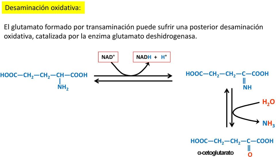 desaminación oxidativa, catalizada por la enzima